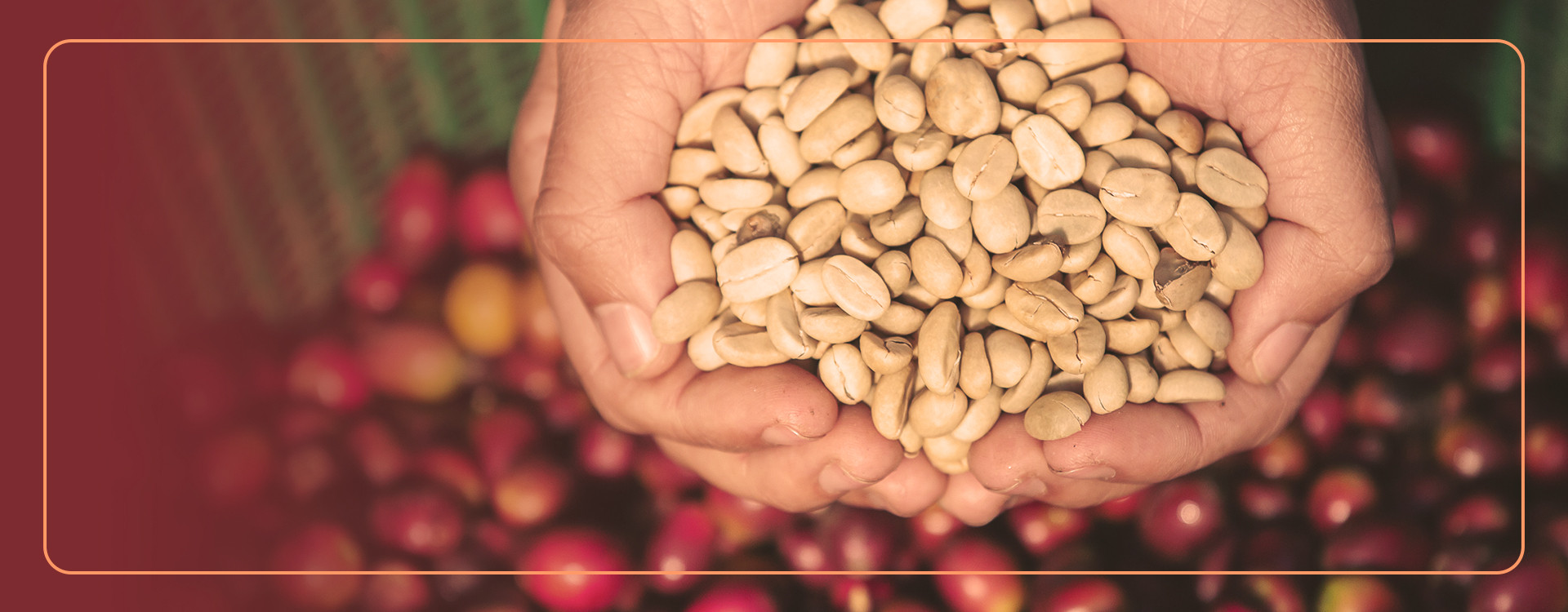 Uncovering the Impact of Coffee Processing on Flavor